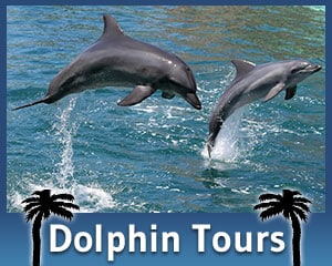 Florida Dolphin Tours